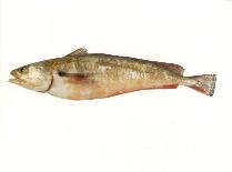 Image of Pseudophycis bachus (Red codling)