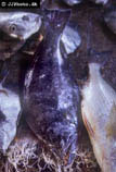 Image of Psettodes belcheri (Spottail spiny turbot)