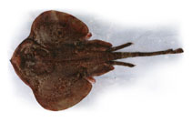 Image of Psammobatis bergi (Blotched sand skate)