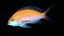 Image of Nemanthias bicolor (Bicolor anthias)