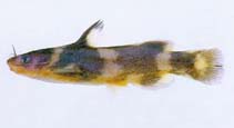 Image of Coreobagrus brevicorpus (Korean stumpy bullhead)