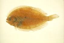 Image of Pseudorhombus cinnamoneus (Cinnamon flounder)