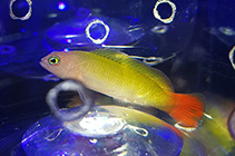 Image of Pseudochromis coccinicauda (Yellow-breasted dottyback)