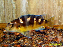 Image of Pseudotropheus crabro 