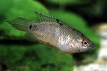 Image of Pseudosphromenus cupanus (Spiketail paradisefish)