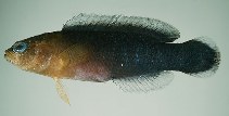Image of Pseudochromis cyanotaenia (Surge dottyback)
