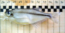 Image of Pseudocorynopoma doriae (Dragonfin tetra)