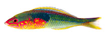 Image of Pseudojuloides edwardi (Mombasa pencil wrasse)