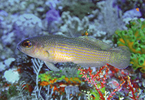 Image of Pseudochromis flavopunctatus (Yellow-spotted dottyback)
