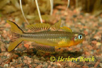 Image of Pseudomugil furcatus (Forktail rainbowfish)