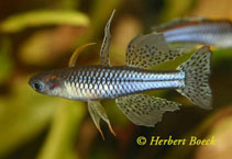 Image of Pseudomugil gertrudae (Spotted blue-eye)