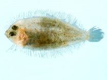 Image of Psettina gigantea (Rough-scaled flounder)