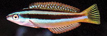 Image of Pseudocoris heteroptera (Torpedo wrasse)