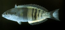 Image of Pseudocoris heteroptera (Torpedo wrasse)