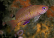 Image of Pseudanthias hiva (Hiva basslet)