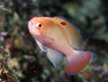 Image of Pseudanthias hypselosoma (Stocky anthias)