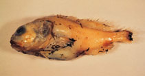 Image of Psychrolutes inermis 