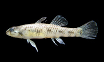 Image of Pseudogobius poicilosoma (Northern fatnose goby)