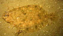 Image of Pseudorhombus jenynsii (Smalltooth flounder)