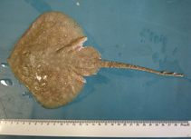 Image of Psammobatis lentiginosa (Freckled sand skate)