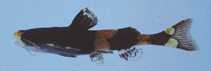 Image of Pseudobagarius leucorhynchus 