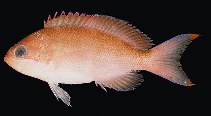 Image of Pseudanthias marcia (Marcia\