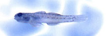 Image of Pseudogobius masago (Masago snubnose goby)