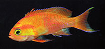 Image of Pseudanthias mica (Mica\