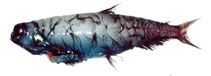 Image of Pseudobathylagus milleri (Stout blacksmelt)