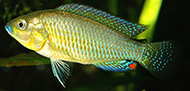 Image of Pseudocrenilabrus multicolor (Egyptian mouth-brooder)