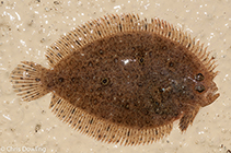 Image of Psammodiscus ocellatus (Indonesian ocellated flounder)