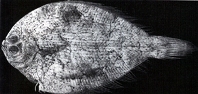 Image of Tarphops oligolepis 