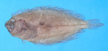 Image of Pseudorhombus oligodon (Roughscale flounder)