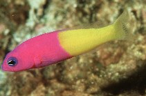 Image of Pictichromis coralensis (Bicoloured dottyback)