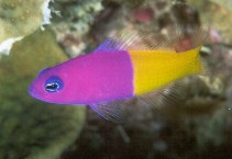 Image of Pictichromis paccagnellae (Royal dottyback)
