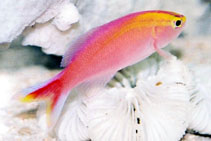 Image of Pyronotanthias parvirostris (Sunset anthias)