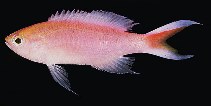 Image of Pyronotanthias bimarginatus (Margined anthias)