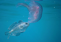 Image of Psenes pellucidus (Bluefin driftfish)