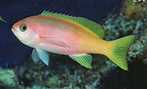 Image of Pseudanthias pictilis (Painted anthias)