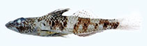 Image of Psammogobius pisinnus (Sandslope goby)