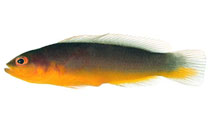 Image of Pseudochromis ransonneti (Karimunjawa dottyback)