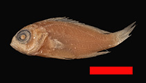 Image of Pseudanthias rubrolineatus (Thread-tail basslet)