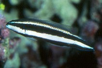 Image of Pseudochromis sankeyi (Schooling dottyback)