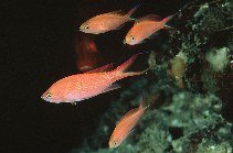 Image of Pyronotanthias smithvanizi (Princess anthias)