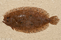 Image of Pseudorhombus spinosus (Spiny flounder)