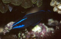 Image of Pseudochromis springeri (Blue-striped dottyback)