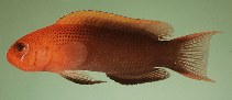 Image of Pseudochromis steenei (Lyretail dottyback)