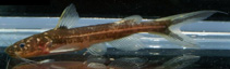 Image of Pseudomystus stenogrammus 
