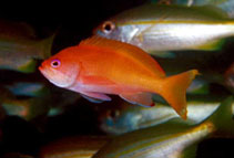 Image of Pseudanthias townsendi (Townsend\