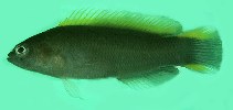 Image of Pseudochromis wilsoni (Yellowfin dottyback)
